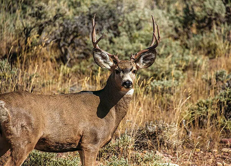 Deer Hunting Buyer's Guide